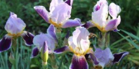 Kdy transplantovat kosatce na jaře - vlastnosti postupu